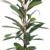 Groene Vijg (Ficus Cyathistipula) D 21 H 100 Cm -Tuinplanten Winkel 8717191072939 1