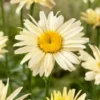 Margriet (Leucanthemum Maxinum 'Broadway Lights') D 11 H 80 Cm 1 Margriet (Leucanthemum Maxinum 'Broadway Lights') D 11 H 80 Cm -Tuinplanten Winkel 8717191091305