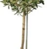 Olijfboom (Olea Europaea) D 18 H 80 Cm -Tuinplanten Winkel 8717191180993 2 1