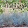 Blauwgras (Festuca Glauca 'Elijah Blue') D 17 H 30 Cm 1 Blauwgras (Festuca Glauca 'Elijah Blue') D 17 H 30 Cm -Tuinplanten Winkel 8717191263900