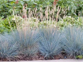 Blauwgras (Festuca Glauca 'Elijah Blue') D 17 H 30 Cm 3 Blauwgras (Festuca Glauca 'Elijah Blue') D 17 H 30 Cm