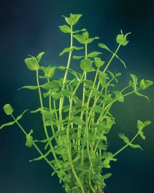 Grote Bacopa (Bacopa Caroliniana) D 11 H 20 Cm