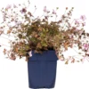 Ooievaarsbek (Geranium 'Dusky Crug') D 11 H 10 Cm -Tuinplanten Winkel 8717191403139 2 1