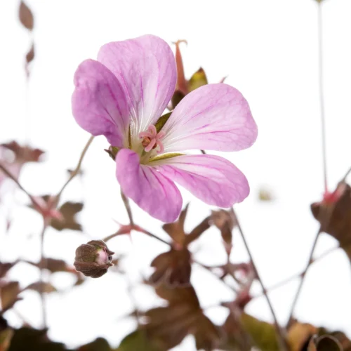 Ooievaarsbek (Geranium 'Dusky Crug') D 11 H 10 Cm -Tuinplanten Winkel 8717191403139 2 2