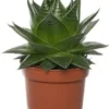 Aloë (Aloë Cosmo) D 13 H 22,5 Cm 2 Aloë (Aloë Cosmo) D 13 H 22,5 Cm -Tuinplanten Winkel 8717191412865