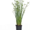 Dwergpapyrus (Cyperus Haspan) D 12 H 50 Cm -Tuinplanten Winkel 8717191464031