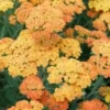 Duizendblad (Achillea Millefolium 'Terracotta') D 9 H 10 Cm -Tuinplanten Winkel 8717191509107