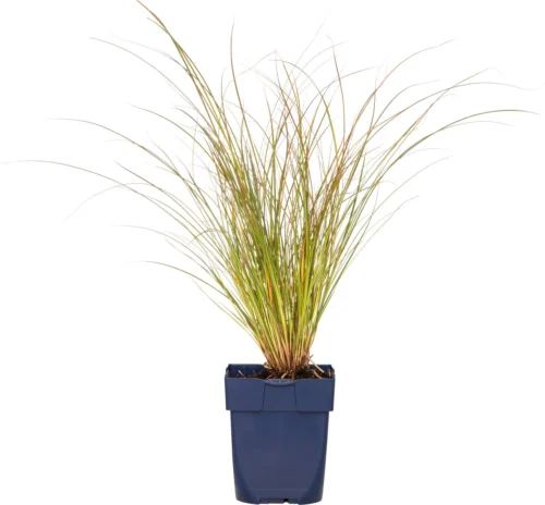 Zegge (Carex Testacea 'Prairie Fire') D 11 H 10 Cm