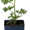 Monnikskap (Aconitum Carmichaelii 'Cloudy') D 11 H 80 Cm -Tuinplanten Winkel 8717191523028 scaled