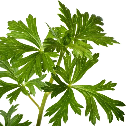 Monnikskap (Aconitum Carmichaelii 'Cloudy') D 11 H 80 Cm 5 Monnikskap (Aconitum Carmichaelii 'Cloudy') D 11 H 80 Cm -Tuinplanten Winkel 8717191523028 2