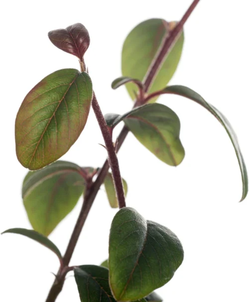 Dwergmispel (Cotoneaster Dammeri) D 9 H 15 Cm -Tuinplanten Winkel 8717263013730 1 1