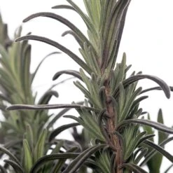 Lavendel (Lavandula Angustifolia 'Hidcote') Sixpack D 9 H 10 Cm -Tuinplanten Winkel 8717263013938 1