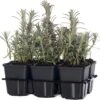 Lavendel (Lavandula Angustifolia 'Hidcote') Sixpack D 9 H 10 Cm 1 Lavendel (Lavandula Angustifolia 'Hidcote') Sixpack D 9 H 10 Cm -Tuinplanten Winkel 8717263013938 3 1