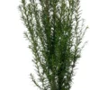 Taxus (Taxus Baccata) D 17 H 50 Cm -Tuinplanten Winkel 8717263026136 0 1 scaled