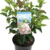 Sneeuwbal (Viburnum Tinus 'Lisa Rose') D 17 H 20 Cm