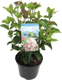 Sneeuwbal (Viburnum Tinus 'Lisa Rose') D 17 H 20 Cm