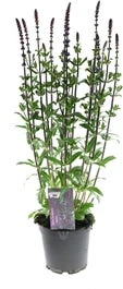 Siersalie (Salvia Nemorosa 'Caradonna') D 17 H 50 Cm