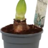 Amaryllis (Hippeastrum 'Alfresco') D 13 H 25 Cm -Tuinplanten Winkel 8717263091462