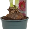 Amaryllis (Hippeastrum 'Sweet Pink') D 14 H 25 Cm 2 Amaryllis (Hippeastrum 'Sweet Pink') D 14 H 25 Cm -Tuinplanten Winkel 8717263102410
