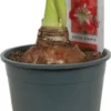 Amaryllis (Hippeastrum 'Exotic Striped') D 14 H 25 Cm -Tuinplanten Winkel 8717263102434