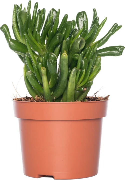 Crassula (Crassula Ovata 'Hobbit') D 12 H 20 Cm