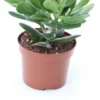 Crassula (Crassula 'Magical Tree') D 12 H 18 Cm -Tuinplanten Winkel 8717263108344