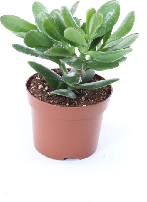 Crassula (Crassula 'Magical Tree') D 12 H 18 Cm