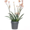Kangoeroepoot (Anigozanthos) Rood D 12 H 40 Cm 2 Kangoeroepoot (Anigozanthos) Rood D 12 H 40 Cm -Tuinplanten Winkel 8717263108702 1 3
