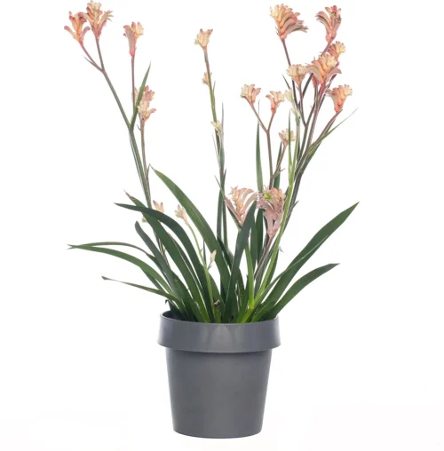 Kangoeroepoot (Anigozanthos) Rood D 12 H 40 Cm