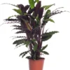 Calathea (Calathea Rufibarba 'Wavestar') D 19 H 75 Cm -Tuinplanten Winkel 8717263109655