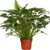 Philodendron (Philodendron 'Xanadu') D 21 H 65 Cm -Tuinplanten Winkel 8717263109921