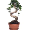 Chinese Vijg (Ficus Microcarpa 'Ginseng') D 22 H 50 Cm