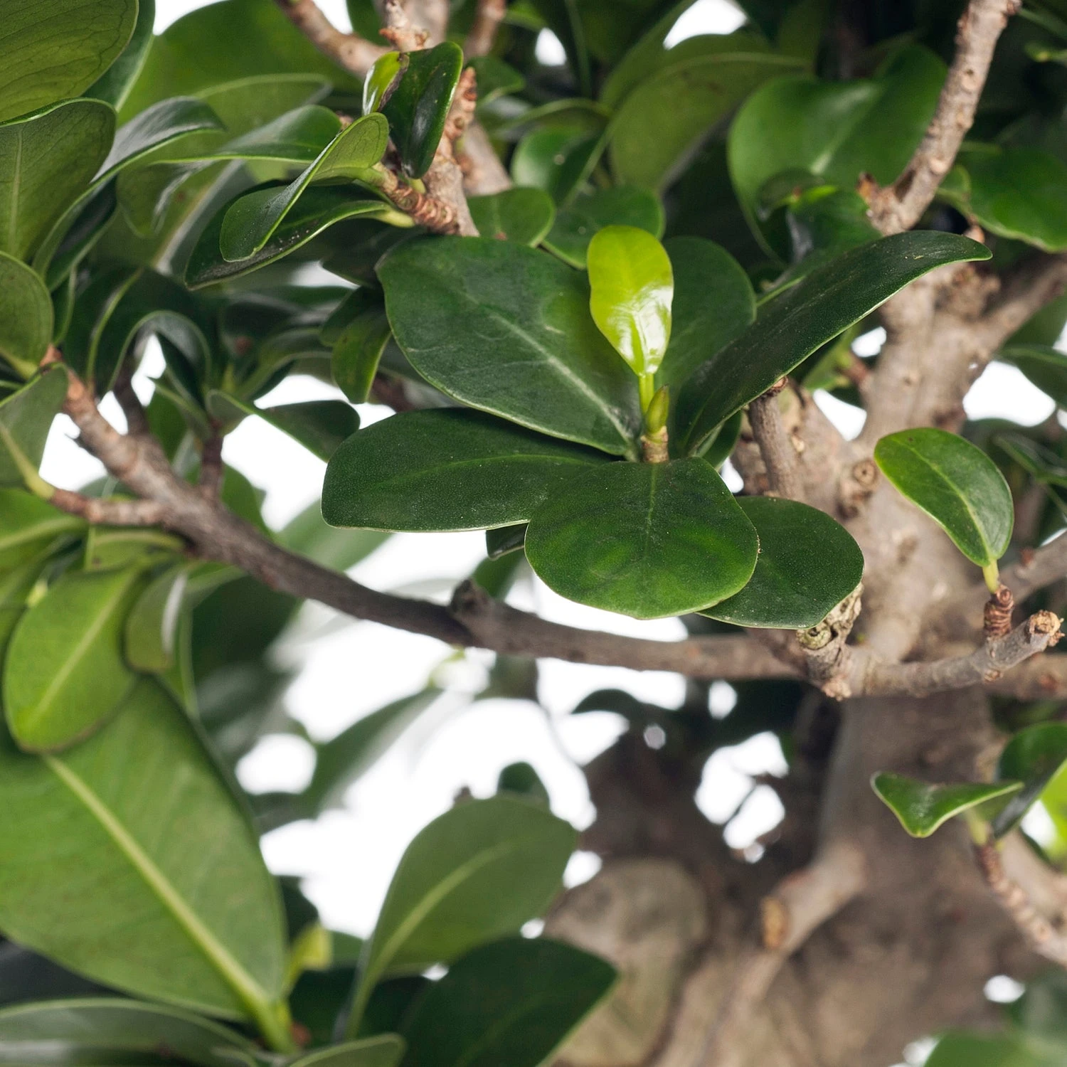 Chinese Vijg (Ficus Microcarpa 'Ginseng') D 22 H 50 Cm 4 Chinese Vijg (Ficus Microcarpa 'Ginseng') D 22 H 50 Cm - Afbeelding 2