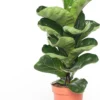 Vioolbladplant (Ficus Lyrata 'Bambino') D 12 H 35 Cm -Tuinplanten Winkel 8717263110729 3 1