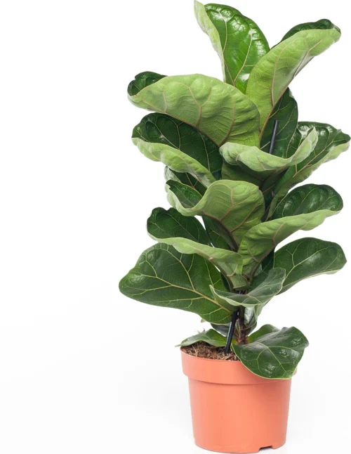 Vioolbladplant (Ficus Lyrata 'Bambino') D 12 H 35 Cm