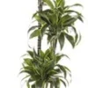 Drakenbloedboom (Dracaena Fragrans 'Dorado') D 24 H 130 Cm -Tuinplanten Winkel 8717263111160 1