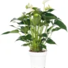 Flamingoplant (Anthurium Andreanum 'White Champion') D 14 H 50 Cm -Tuinplanten Winkel 8717263112280 2 3 1