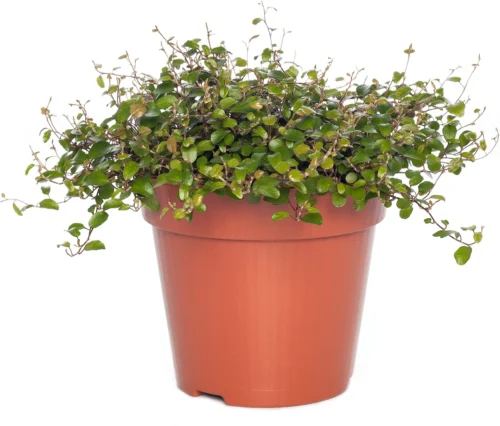 Muehlenbeckia (Muehlenbeckia Complexa 'Mao'ri') D 12 H 15 Cm