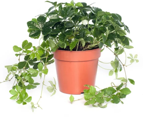 Suikerdruifje (Parthenocissus 'Striata') D 12 H 20 Cm