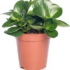 Peperomia (Peperomia Obtusifolia 'Green Gold') D 15 H 25 Cm -Tuinplanten Winkel 8717263112891 3 1