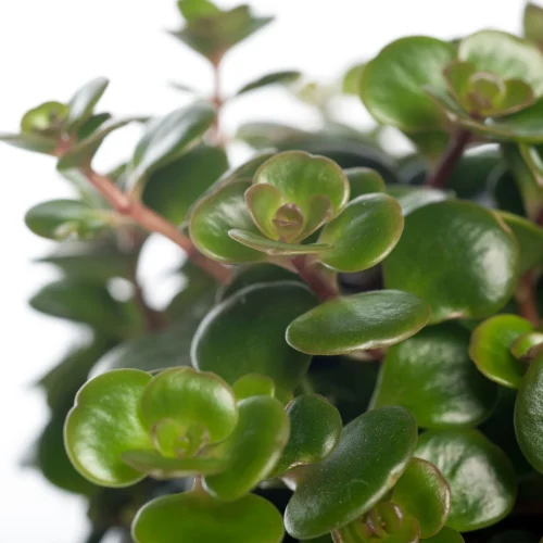 Sedum (Sedum 'Tornado') D 12 H 15 Cm -Tuinplanten Winkel 8717263113188 1 1