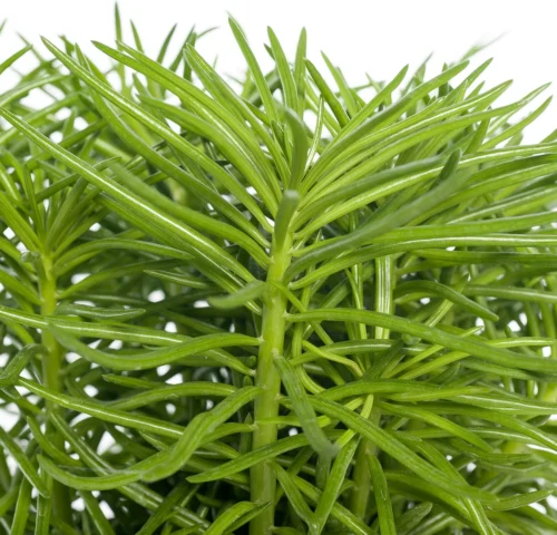 Kruiskruid (Senecio Archeri 'Himalaya') D 15 H 30 Cm -Tuinplanten Winkel 8717263113225 1 1