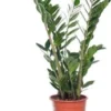 Zamioculcas (Zamioculcas Zamiifolia) D 17 H 60 Cm 2 Zamioculcas (Zamioculcas Zamiifolia) D 17 H 60 Cm -Tuinplanten Winkel 8717263113300 3 1