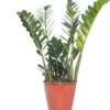 Zamioculcas (Zamioculcas Zamiifolia) D 21 H 80 Cm