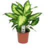 Dieffenbachia (Dieffenbachia 'Camilla') D 17 H 55 Cm 1 Dieffenbachia (Dieffenbachia 'Camilla') D 17 H 55 Cm -Tuinplanten Winkel 8717263113416 1
