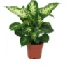 Dieffenbachia (Dieffenbachia 'Compacta') D 12 H 40 Cm -Tuinplanten Winkel 8717263113430 1