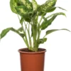 Dieffenbachia (Dieffenbachia 'Compacta') D 17 H 60 Cm 2 Dieffenbachia (Dieffenbachia 'Compacta') D 17 H 60 Cm -Tuinplanten Winkel 8717263113447 1