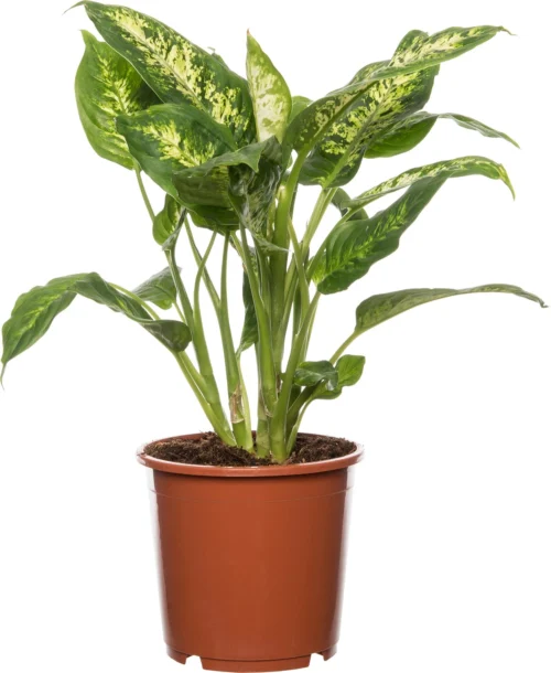 Dieffenbachia (Dieffenbachia 'Compacta') D 17 H 60 Cm