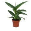 Dieffenbachia (Dieffenbachia 'Green Magic') D 12 H 40 Cm -Tuinplanten Winkel 8717263113454 1