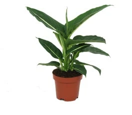 Dieffenbachia (Dieffenbachia 'Green Magic') D 12 H 40 Cm 3 Dieffenbachia (Dieffenbachia 'Green Magic') D 12 H 40 Cm